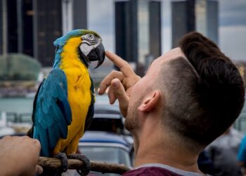 Προσέχουμε & Προστατεύουμε τους φτερωτούς μας φίλους