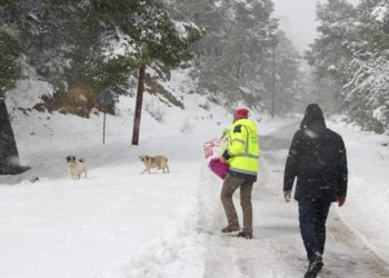 Πώς θα βοηθήσετε τα αδέσποτα και τα οικόσιτα ζώα τον χειμώνα