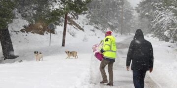Πώς θα βοηθήσετε τα αδέσποτα και τα οικόσιτα ζώα τον χειμώνα