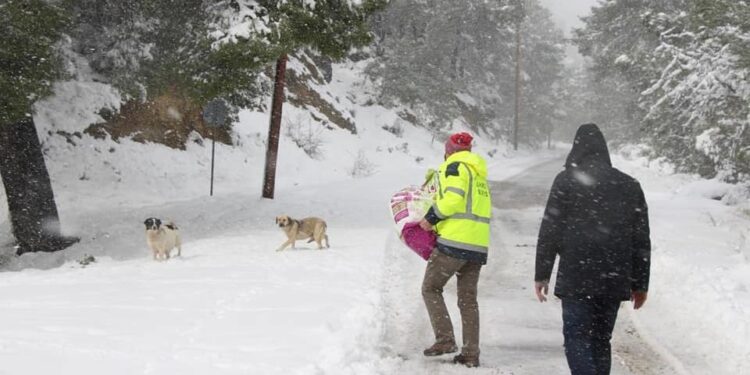 Πώς θα βοηθήσετε τα αδέσποτα και τα οικόσιτα ζώα τον χειμώνα