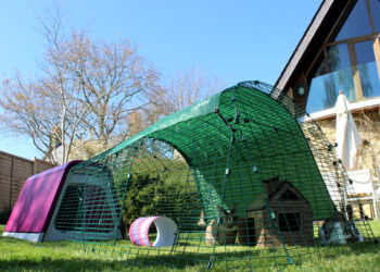 Πώς να φροντίζετε τα κουνέλια ως κατοικίδια