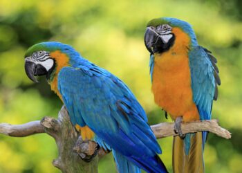 Φροντίδα Πουλιών: Μεγάλες οι ανάγκες για να παραμείνουν υγιή και χαρούμενα.