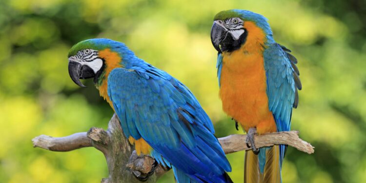 Φροντίδα Πουλιών: Μεγάλες οι ανάγκες για να παραμείνουν υγιή και χαρούμενα.