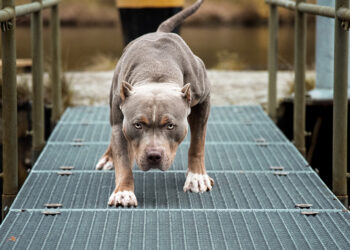 Επίθεση από αδέσποτο: Μάθε τα δικαιώματα σου