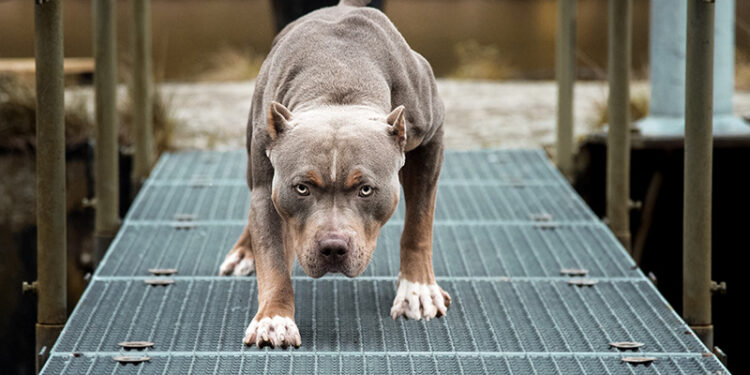Επίθεση από αδέσποτο: Μάθε τα δικαιώματα σου