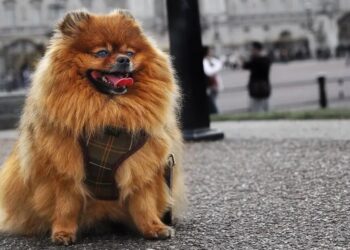 Σκύλος - Υγεία: Σκεφτήκατε ότι ίσως ο σκύλος σας είναι υπέρβαρος;