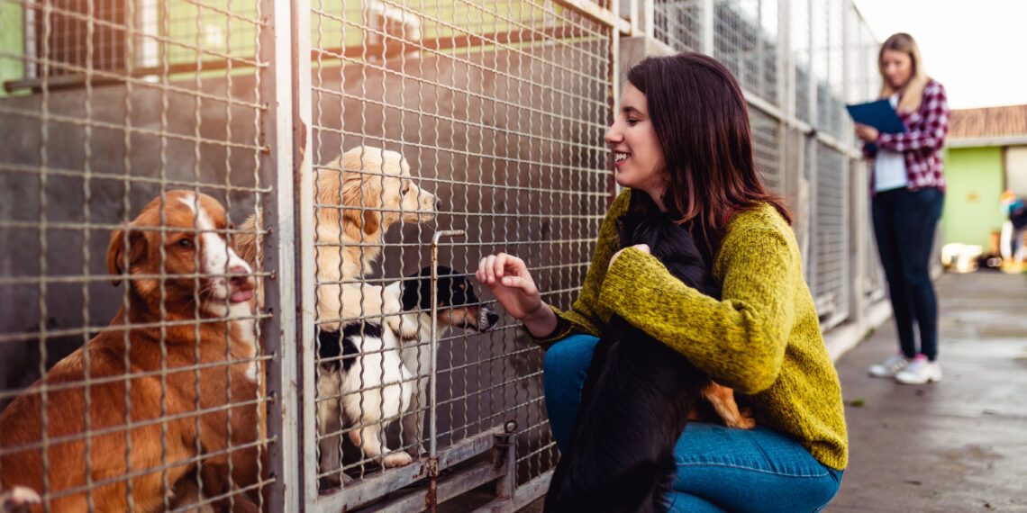 Επιχορήγηση φιλοζωικών σωματείων και φιλοζωικών οργανώσεων μη κερδοσκοπικού χαρακτήρα