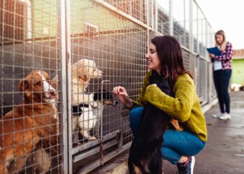 Επιχορήγηση φιλοζωικών σωματείων και φιλοζωικών οργανώσεων μη κερδοσκοπικού χαρακτήρα