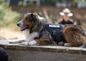 Το Shelter που έγινε ήρωας K-9 εμπνέει ταινία του Netflix