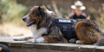 Το Shelter που έγινε ήρωας K-9 εμπνέει ταινία του Netflix