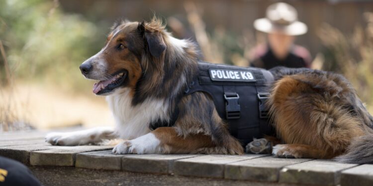 Το Shelter που έγινε ήρωας K-9 εμπνέει ταινία του Netflix