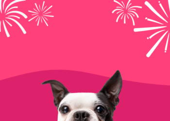 7 τρόποι για να βοηθήσετε τον σκύλο σας να ξεπεράσει τον φόβο των πυροτεχνημάτων.