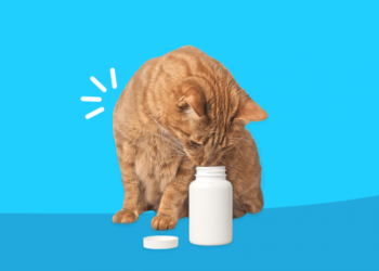 Το κατοικίδιό μου κατάπιε ένα από τα χάπια μου. Χρειάζομαι Βοήθεια;