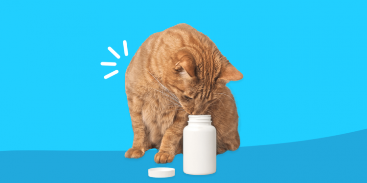 Το κατοικίδιό μου κατάπιε ένα από τα χάπια μου. Χρειάζομαι Βοήθεια;