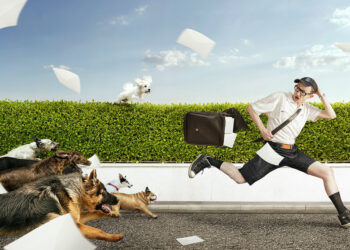 Επιθέσεις σκύλων: 6 πράγματα που πρέπει να γνωρίζετε