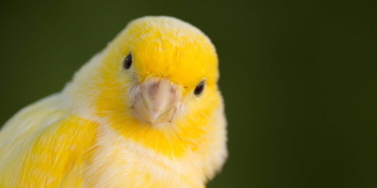 Καναρίνια: Μάθε πως μπορούν να γίνουν κατοικίδια