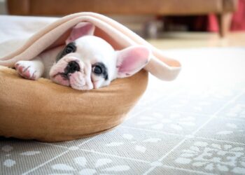 Οι 10 πιο τεμπέλικες ράτσες αξιολάτρευτων κουταβιών.