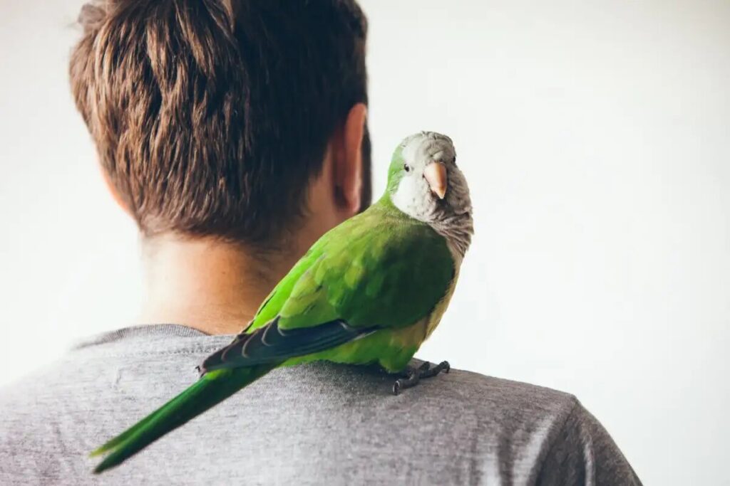 Εκπαιδεύοντας τα πουλία να μιμούνται την ομιλία