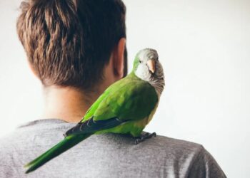 Εκπαιδεύοντας τα πουλία να μιμούνται την ομιλία