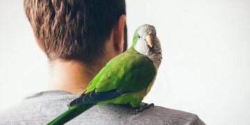 Εκπαιδεύοντας τα πουλία να μιμούνται την ομιλία