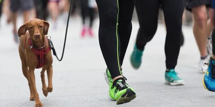 Εκπαίδευση: Συμβουλές για τρέξιμο μαζί με το σκύλο σας