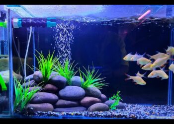 Στρες και Ψάρια: Συμπτώματα και λύσεις