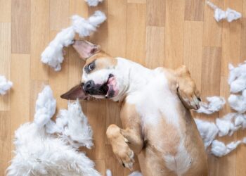 Βοηθήστε τα κατοικίδιά σας να αντιμετωπίσουν τους φόβους και το άγχος αποχωρισμού.