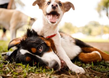 Εκπαίδευση επίμονων κουταβιών: 9 συμβουλές για να διδάξετε το ανυπάκουο κουτάβι σας