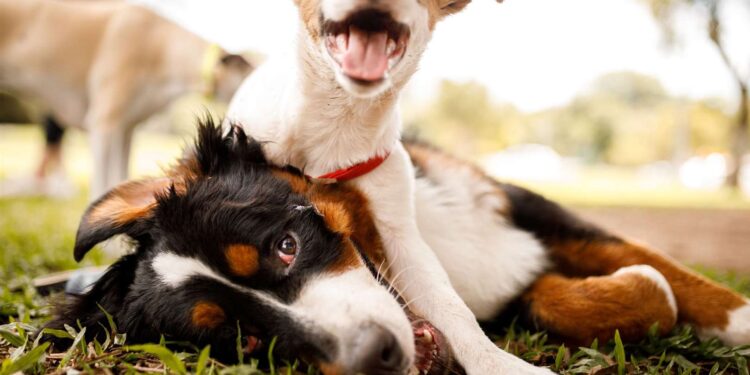 Εκπαίδευση επίμονων κουταβιών: 9 συμβουλές για να διδάξετε το ανυπάκουο κουτάβι σας