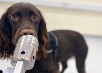 Τα σκυλιά μπορούν να μυρίσουν όταν είμαστε αγχωμένοι.