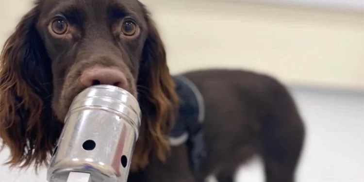 Τα σκυλιά μπορούν να μυρίσουν όταν είμαστε αγχωμένοι.