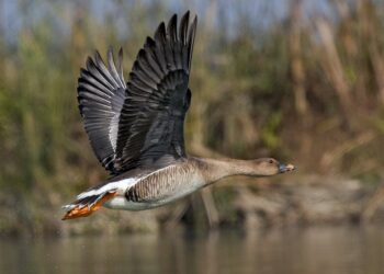 Έρευνα: Σπάνια Πουλιά στην Ελλάδα