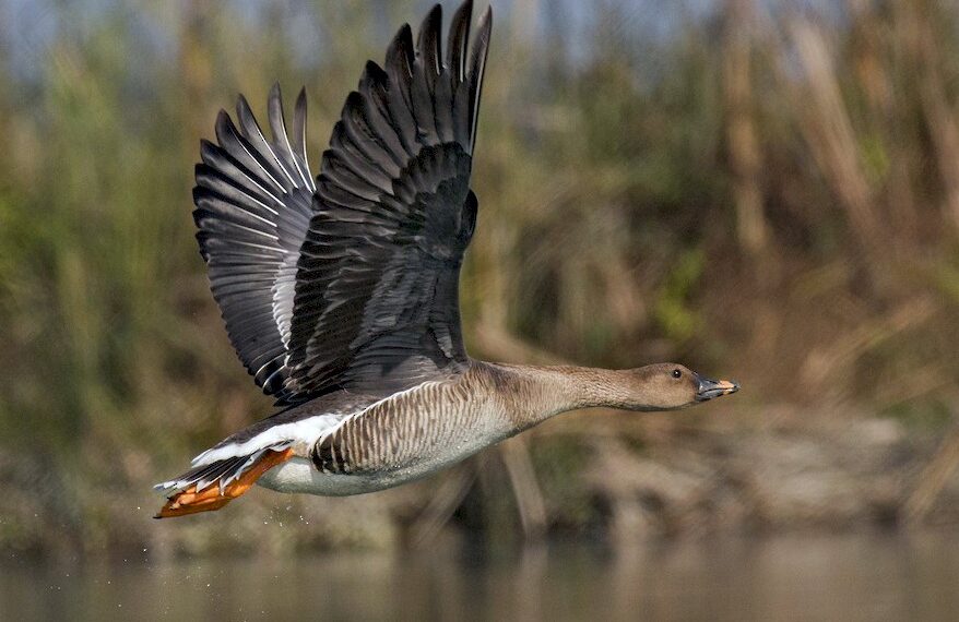 Έρευνα: Σπάνια Πουλιά στην Ελλάδα