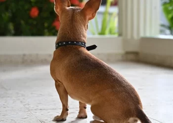 Πυροβόλησαν σκύλο στο Παλαιό Φάληρο με αεροβόλο