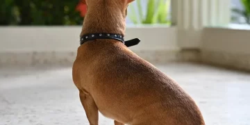 Πυροβόλησαν σκύλο στο Παλαιό Φάληρο με αεροβόλο