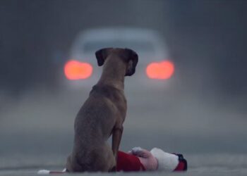 Νομικό πλαίσιο: Επιδημία η εγκατάλειψη και η κακοποίηση ζώων