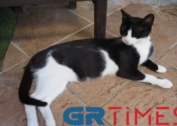 Κακοποίηση ζώων: Καλά στην υγεία της και μητέρα η γατούλα που κλώτσησε ο 30χρονος αλβανικής καταγωγής