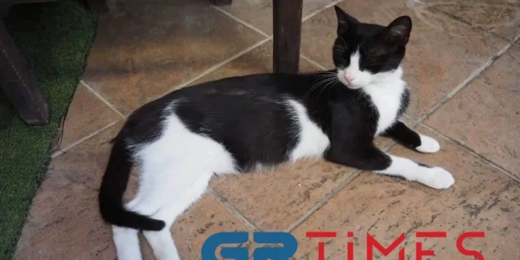 Κακοποίηση ζώων: Καλά στην υγεία της και μητέρα η γατούλα που κλώτσησε ο 30χρονος αλβανικής καταγωγής