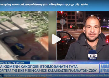 Ηλικιωμένη ρίχνει φόλες στα ζώα της γειτονιάς και κακοποιεί ετοιμοθάνατη γάτα