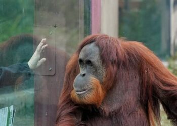 Νομικό πλαίσιο: Λειτουργία Ζωολογικών κήπων