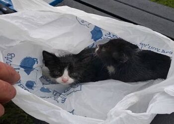 Γυναίκα στο Γαλάτσι θα πετούσε στα σκουπίδια σακούλα με γατάκια