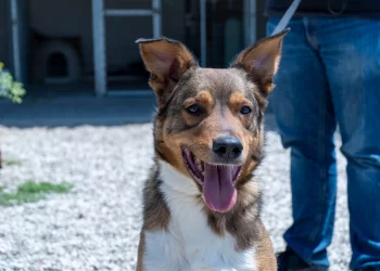 Δημοτικό κτηνιατρείο: Πρόληψη για τα αδέσποτα από τον Δήμο Αθηναίων