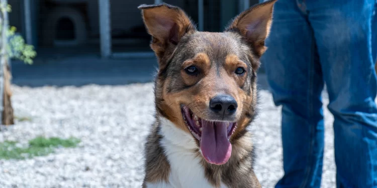 Δημοτικό κτηνιατρείο: Πρόληψη για τα αδέσποτα από τον Δήμο Αθηναίων