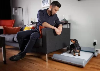 Συμβουλές: Το κουτάβι και η εκμάθηση τουαλέτας