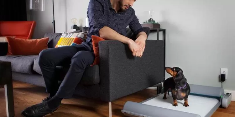 Συμβουλές: Το κουτάβι και η εκμάθηση τουαλέτας