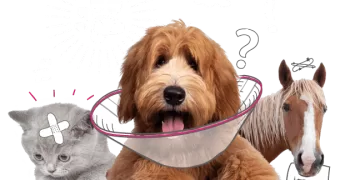 ZOOKY