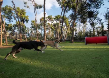 Πάρκα Σκύλων: Δύο νέα σύγχρονα dog parks δημιουργήθηκαν στην Αθήνα