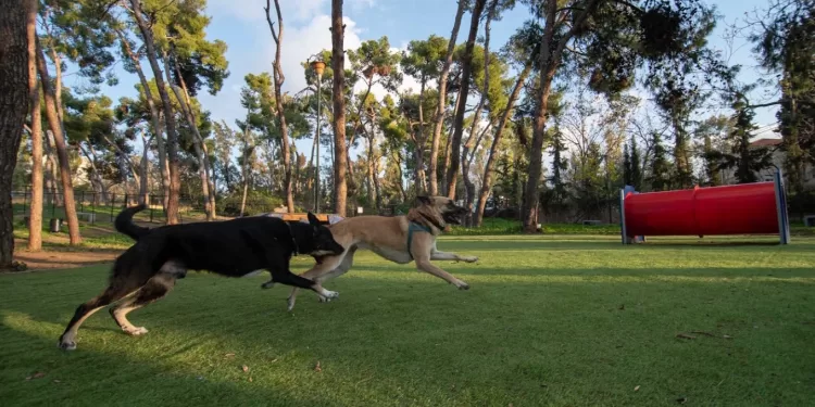 Πάρκα Σκύλων: Δύο νέα σύγχρονα dog parks δημιουργήθηκαν στην Αθήνα