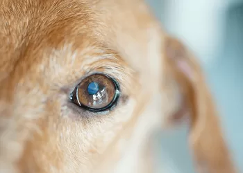 ΥΓΕΙΑ: Όλα όσα πρέπει να ξέρετε για τον καταρράκτη σε σκύλους
