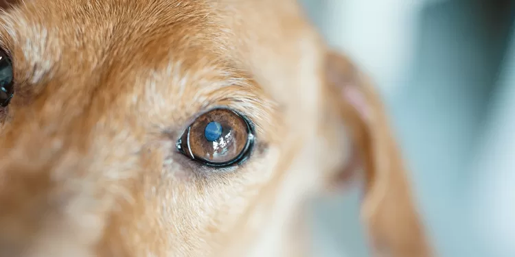 ΥΓΕΙΑ: Όλα όσα πρέπει να ξέρετε για τον καταρράκτη σε σκύλους